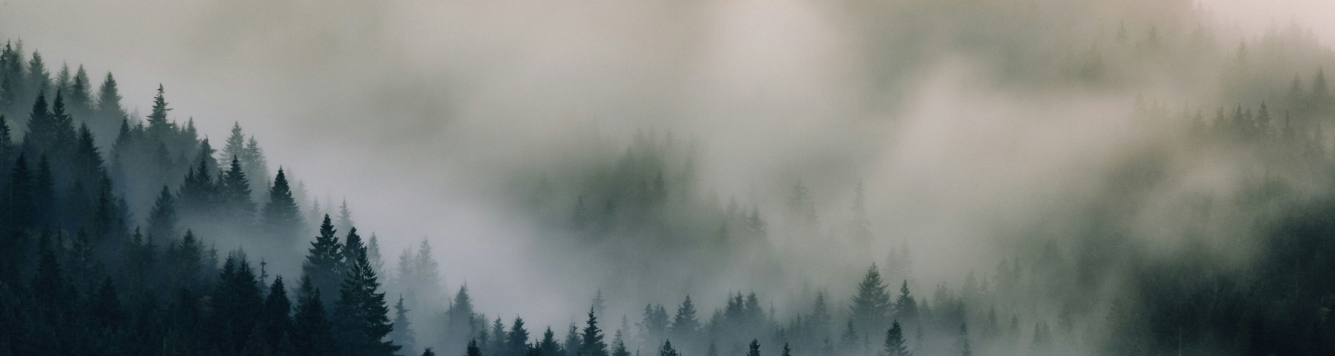 Fog rolling over Olympic Peninsula forest